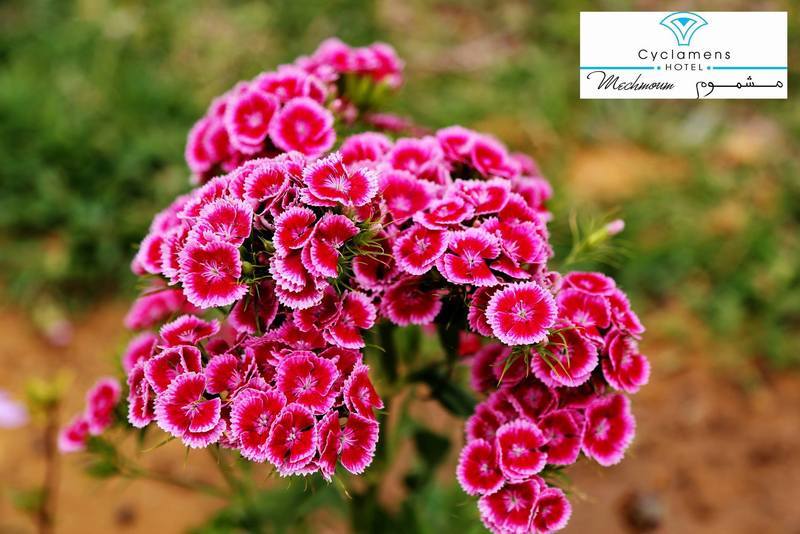 Cyclamens Mechmoum Hotel And Spa Hammamet Extérieur photo